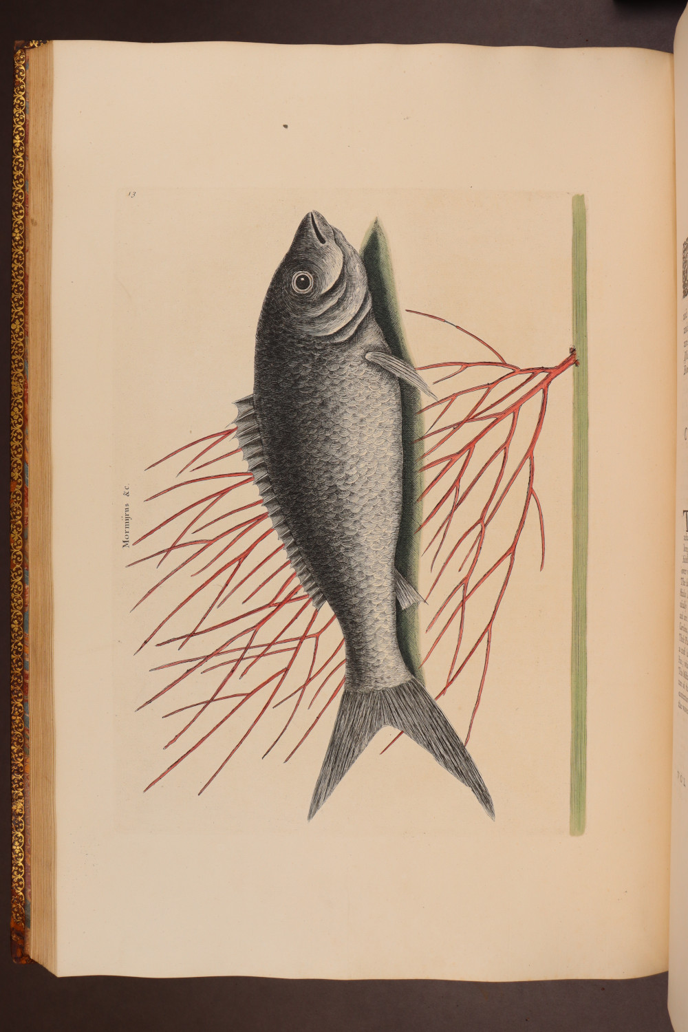 Plate 13